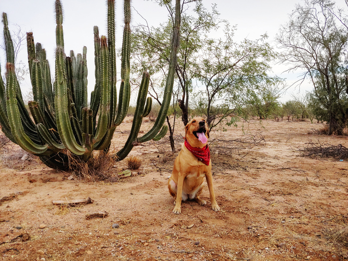 Cheapest flights to Hermosillo