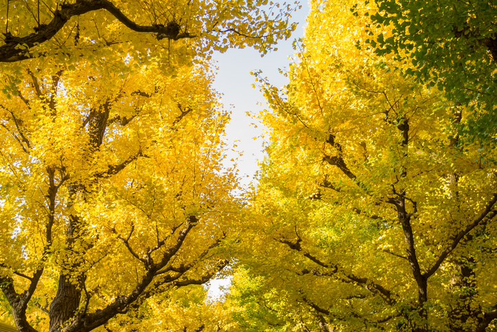 Cheapest flights to Sacheon
