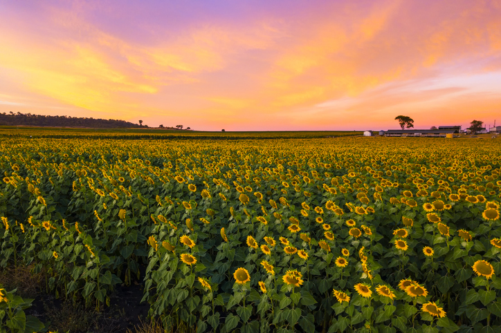 Cheap Flights from Sydney to Toowoomba